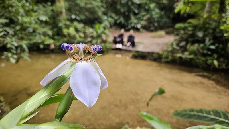 flower and a natural pool at Tijuca National Park